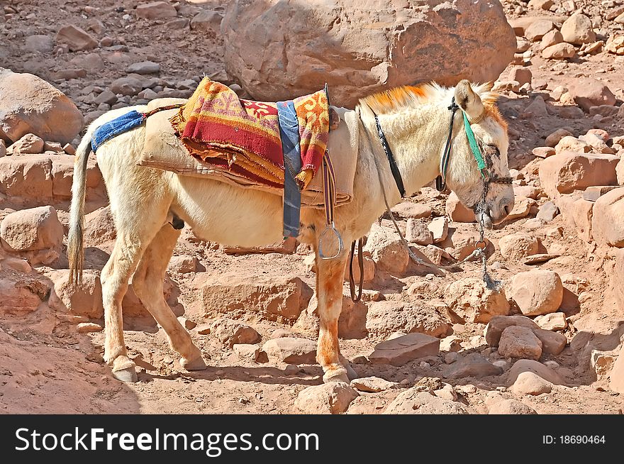 Mule used for transportation in Petra, Jordan. Mule used for transportation in Petra, Jordan