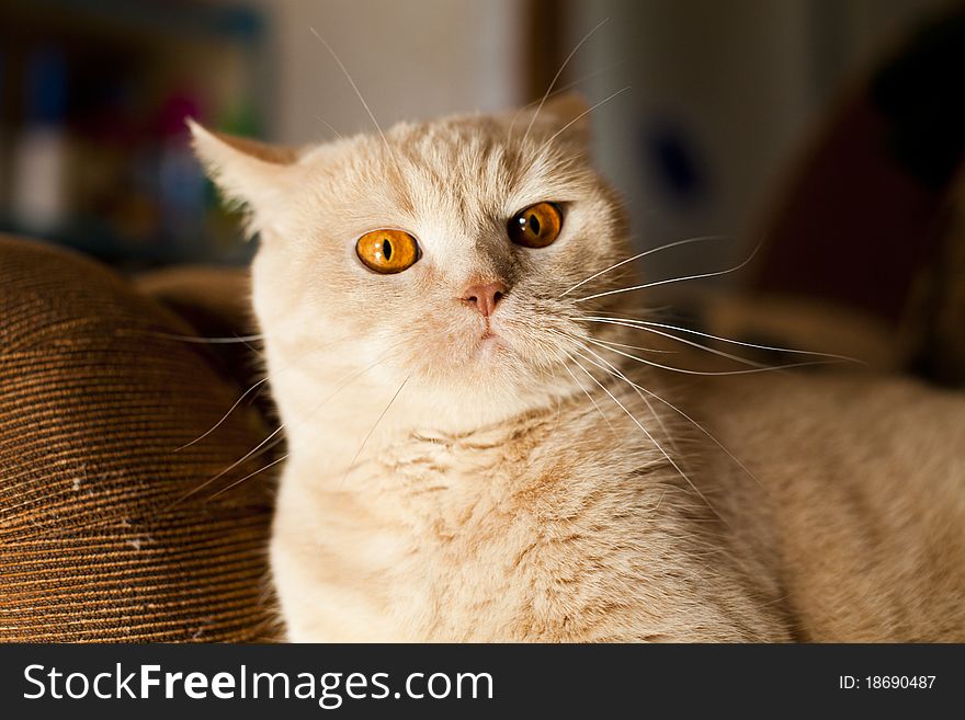 The big red cat of breed the British sit on a soft sofa