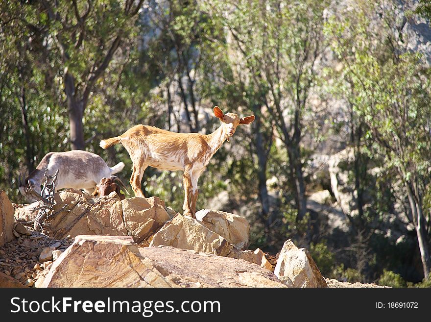 Young Goat On Rock