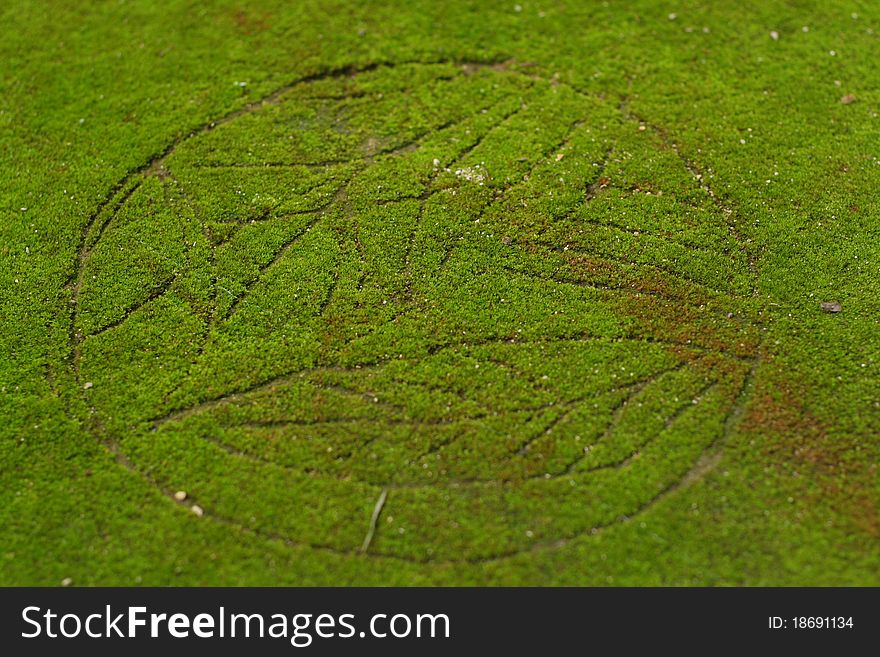 Moss was covered on the ground and green all over. Moss was covered on the ground and green all over