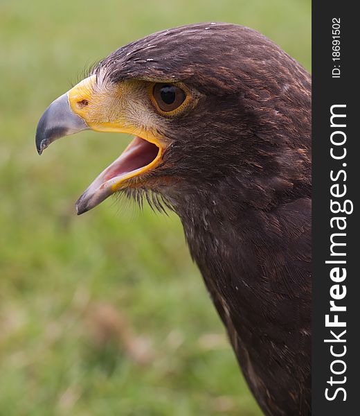 Head of a Falcon with open beak