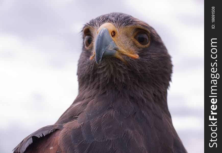 Head of a Falcon against a cloudy sky. Head of a Falcon against a cloudy sky