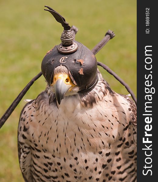 A falcon used for falconry. A falcon used for falconry