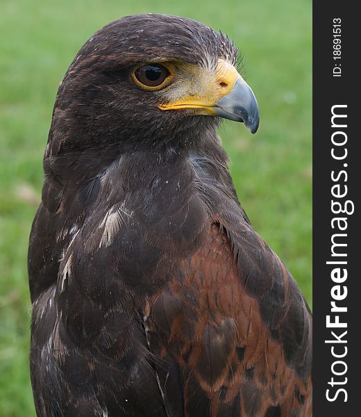A Brown Falcon used for falconry. A Brown Falcon used for falconry