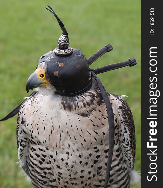 A falcon used for falconry. A falcon used for falconry