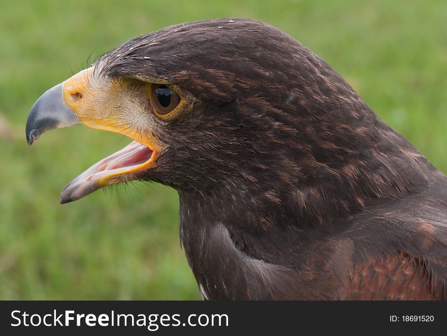 Head of a brown falcon. Head of a brown falcon