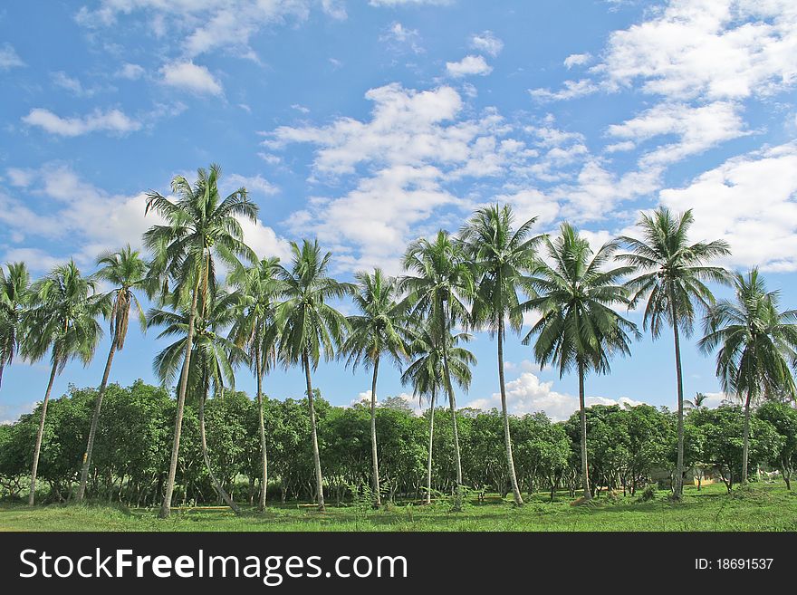 Coconut belly with blue color. Symbol of a bright vibrant