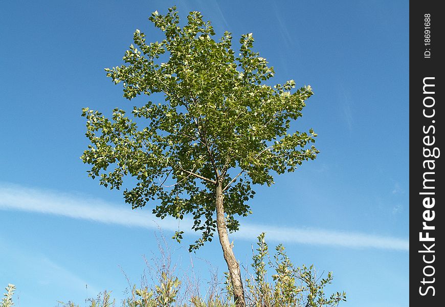 Russian small birch on the view of the blue sky. Russian small birch on the view of the blue sky.