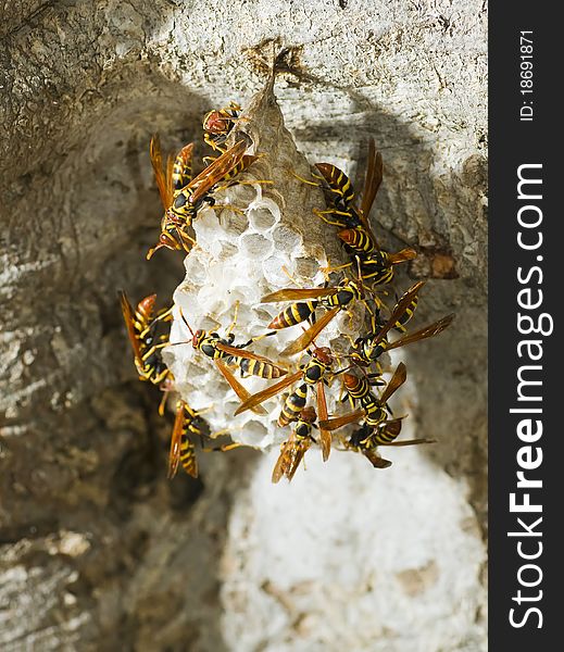 Hornet S Nest In A Tree