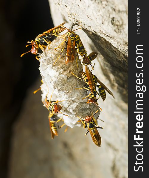 Hornet s nest in a tree