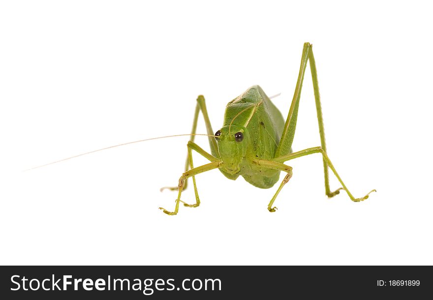 Green grasshopper with wings like leaves on a white background