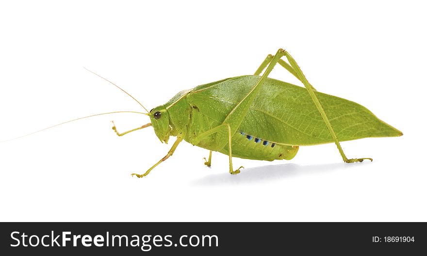 Green grasshopper with wings like leaves on a white background