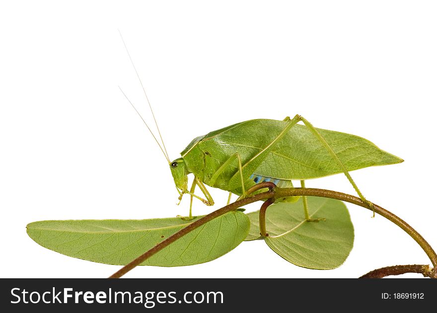Green grasshopper with wings like leaves on a branch plant on white background