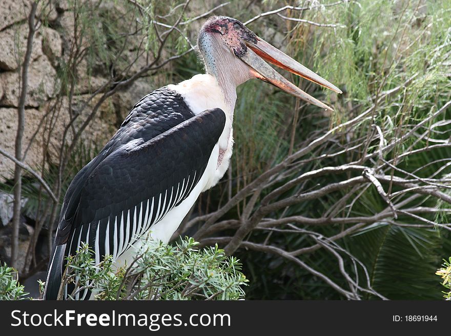 The wild bird in the tropical forest