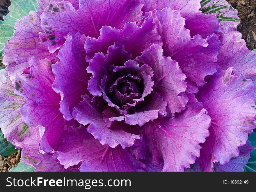 Red decorative cabbage in garden