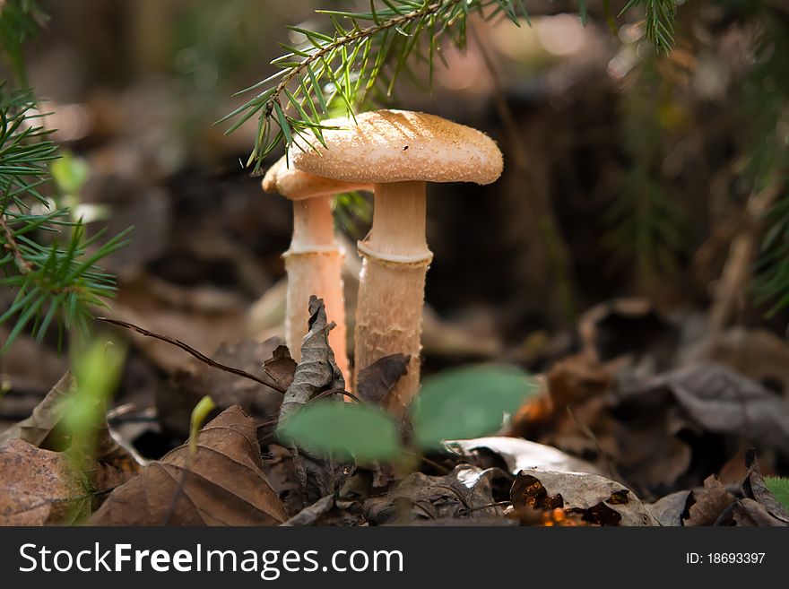 Two autumn's mushrooms close in forest