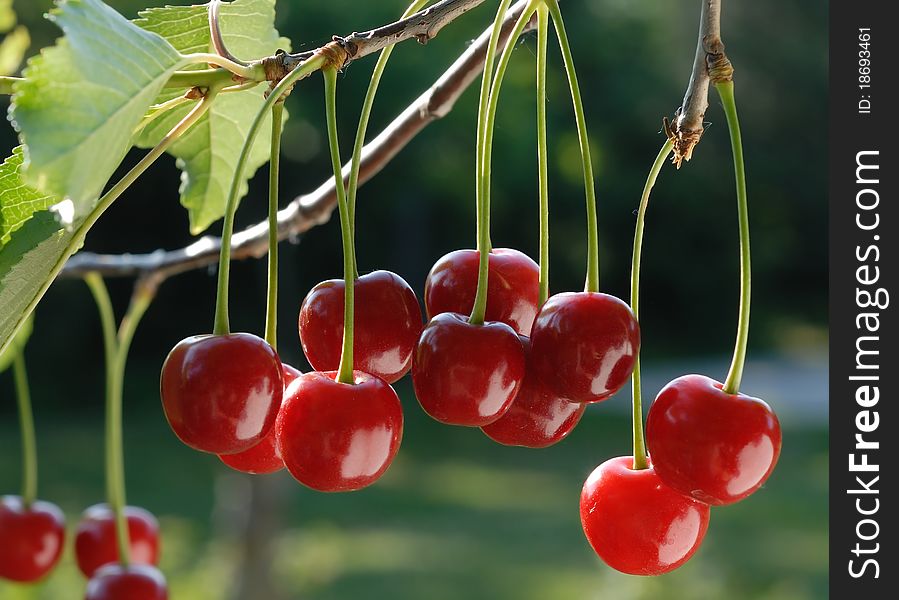 Red cherries on the Tree