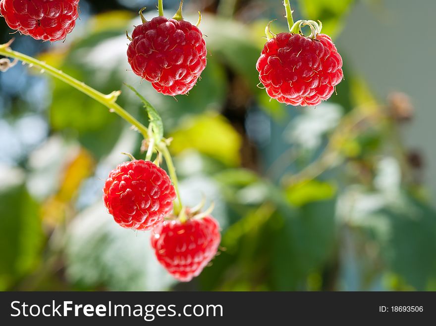 Ripe raspberry, hanging on a bush. Ripe raspberry, hanging on a bush