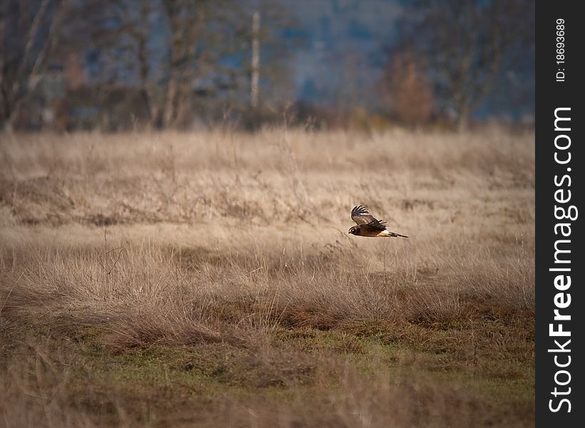 Northern Harrier flying over some marsh for some food