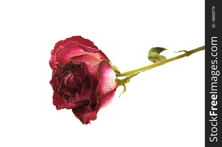 Dry rose on a white background