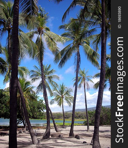 Hawaiian Palm trees and bright blue sky. Coconuts on the ground.