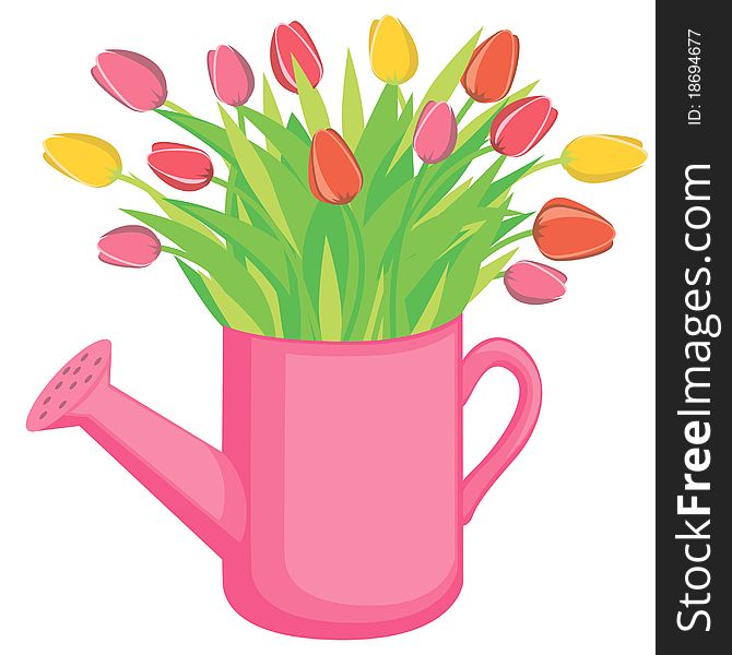 Bouquest of tulips flowers in the watering can. Bouquest of tulips flowers in the watering can