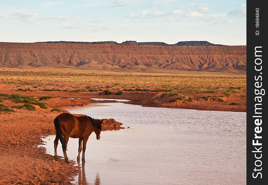 Wild horse by the lake in Monument Valley.