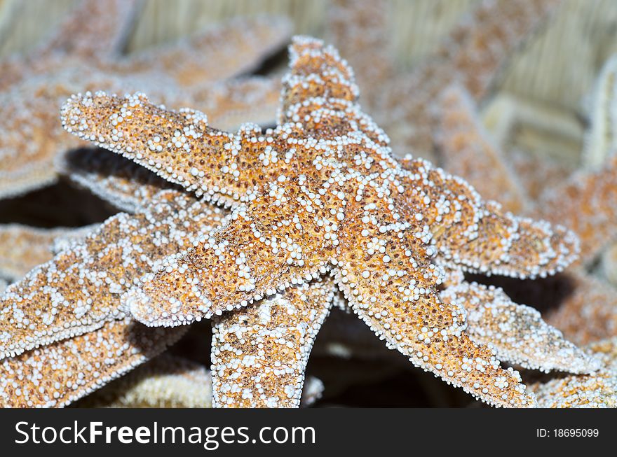 Beautifull sea stars in a shop