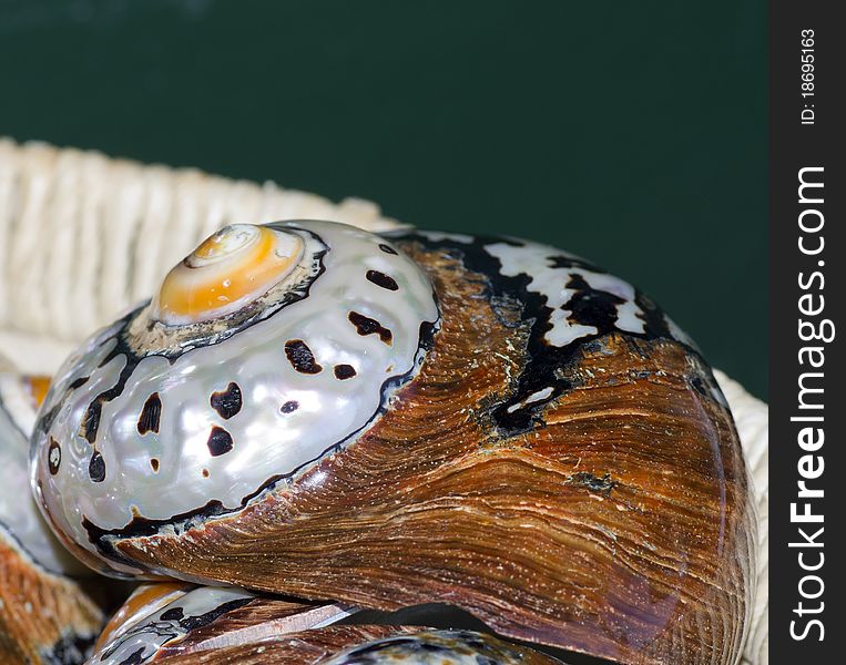 Beautiful shell in a shop