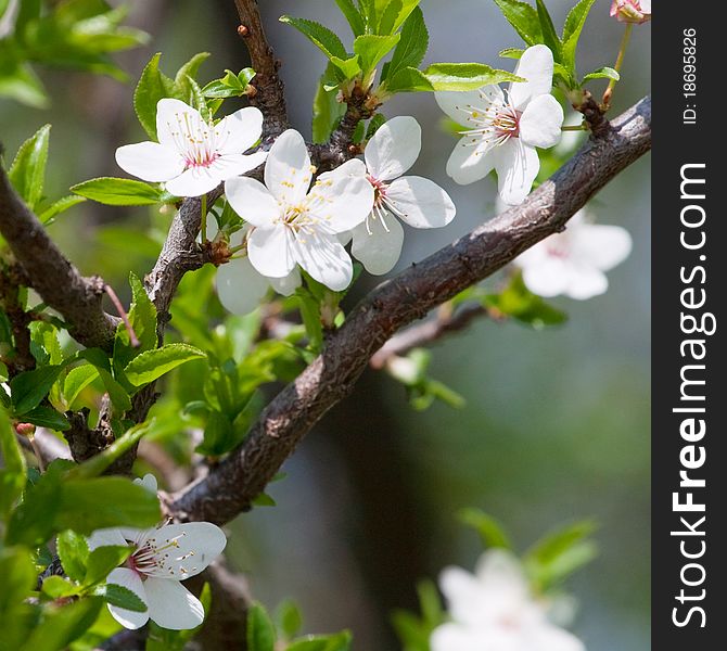 Spring blooming cherry branch