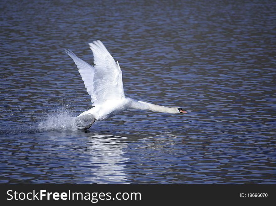 Swan taking off