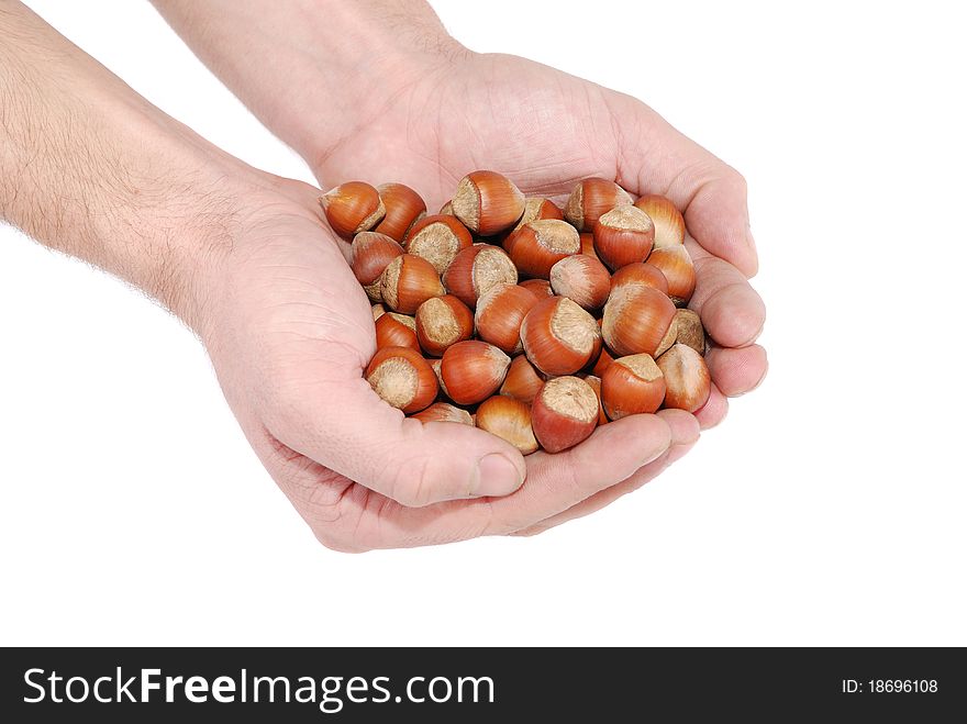 Wood nuts in palms