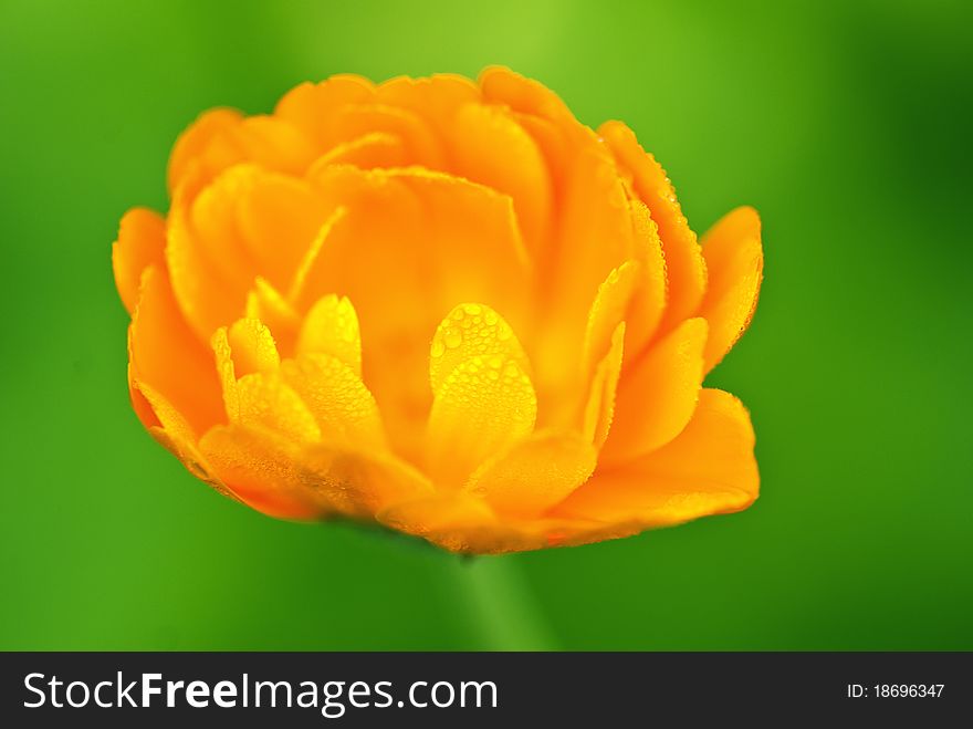 A macro view of a yellow flower on green background