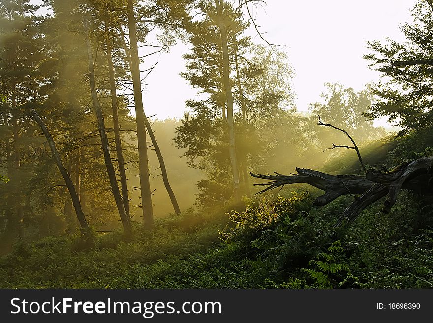 Sunlight and misty atmosphere in the forest