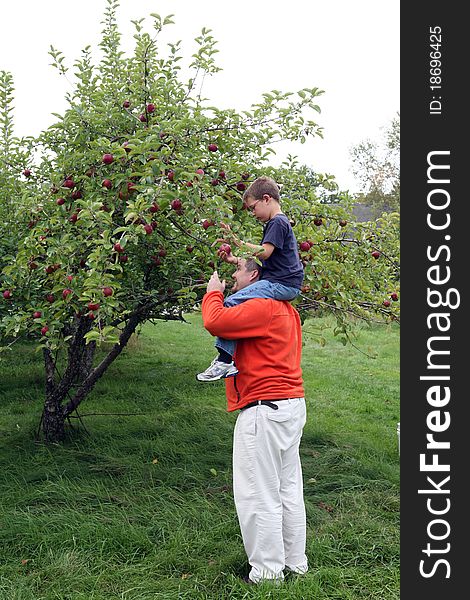 Apple picking on Dad's shoulders