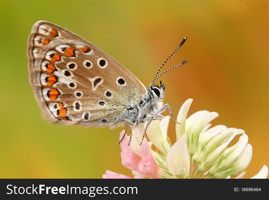 Butterfly Common Blue (Polyommatus Icarus)