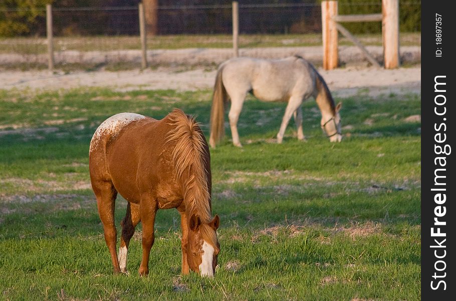 Horses In Pasture