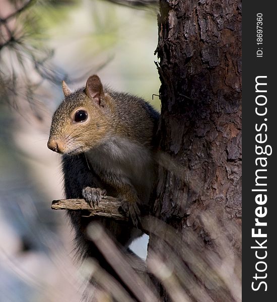 A frisky squirrel posing on a branch in a tree.
