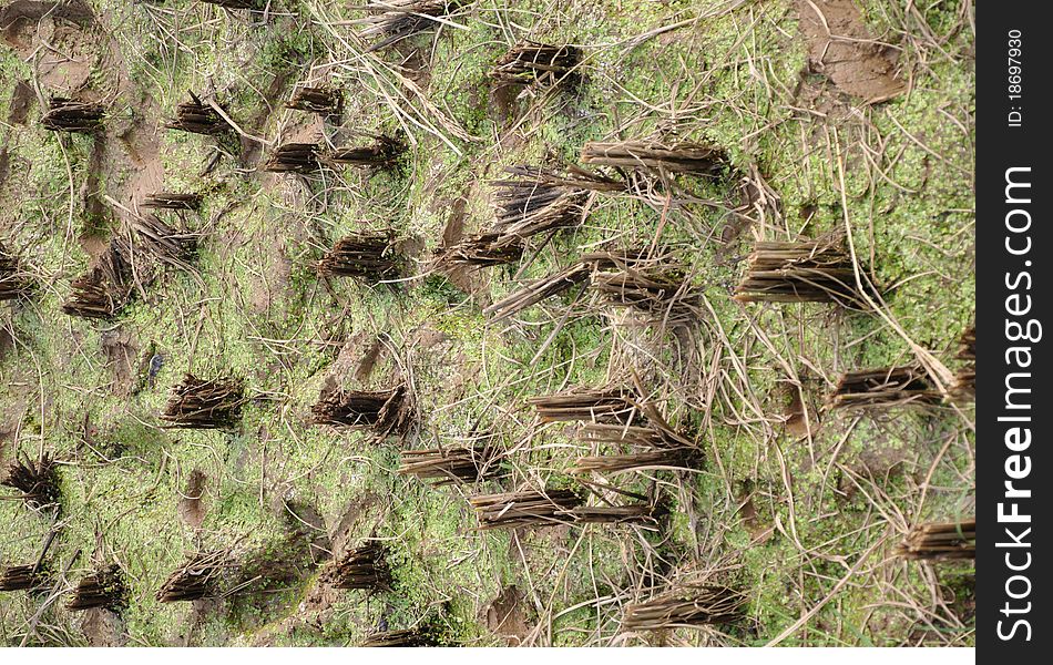 Rice fields after harvest,agriculture