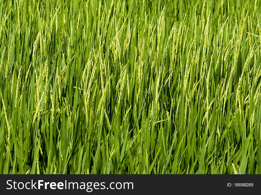 Paddy field close up in asia country.