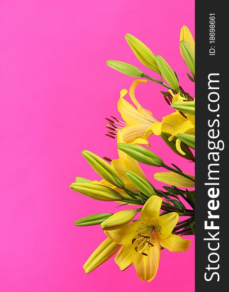 Yellow flower on a Pink background. Yellow flower on a Pink background