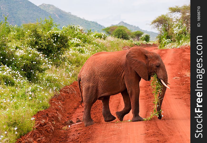 Baby elephant eating grass