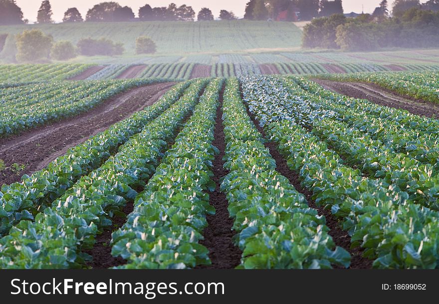 Ground fog begins to gather upon a vegetable field during a late summer evening. Ground fog begins to gather upon a vegetable field during a late summer evening.