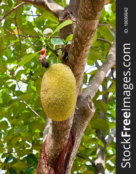 Jackfruit on a tree in farm