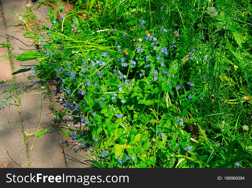 Blooming Of Flower Time In Russian City.