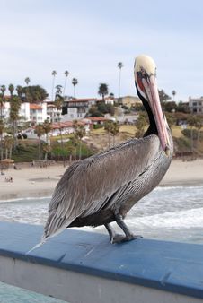 Pelican On Rail Stock Image Pelican On Rail Stock Image