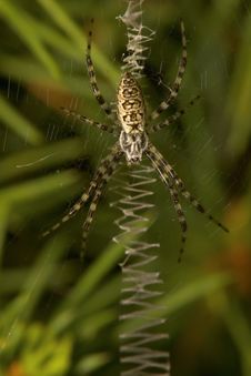 Black And Yellow Argiope Spider Royalty Free Stock Photo
