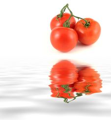 Tomatoes On A Vine Stock Images