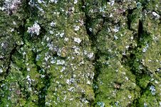 Bark And Moss With Lichen Royalty Free Stock Photography