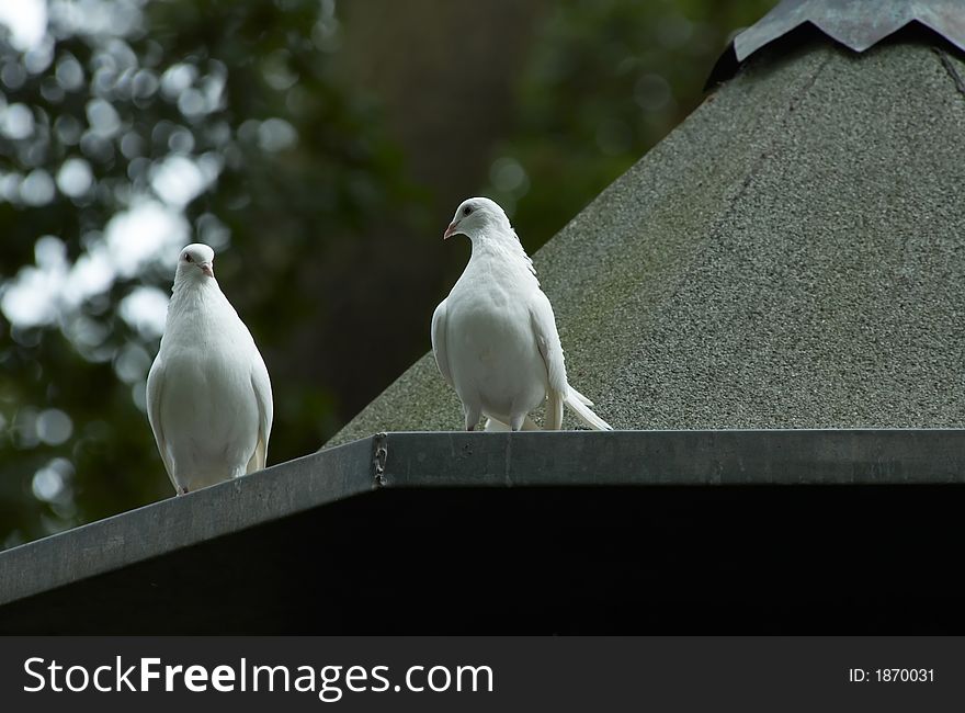 Two beautiful white doves on a roof top